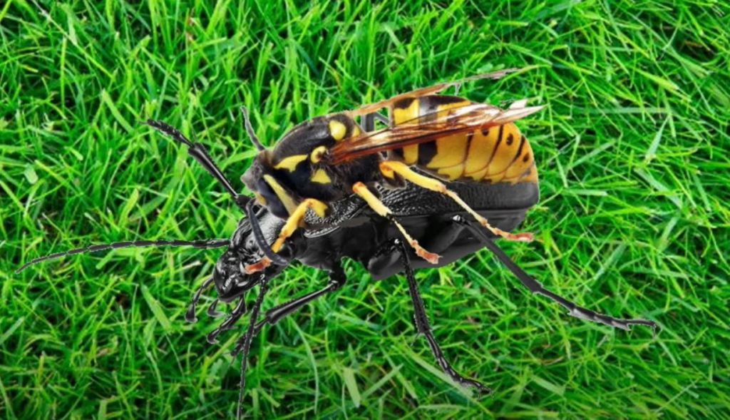 Digital collage of a black beetle with a wasp on its back, superimposed on a photo of some very green grass